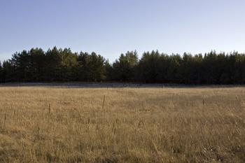 Open Cabin Site Already Cleared!