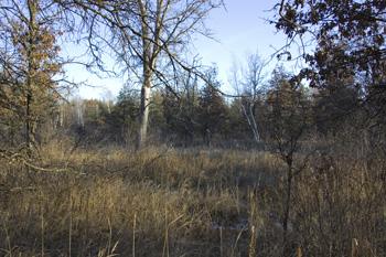Great Spot To Watch Deer & Turkeys!