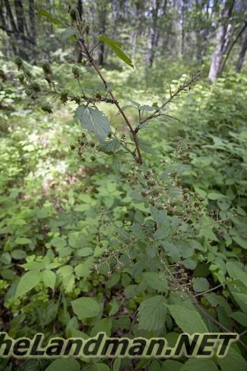 D 335X533 IMG 8385 D 335X533 IMG 8385