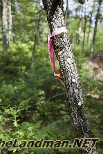 D 335X533 IMG 8387 D 335X533 IMG 8387