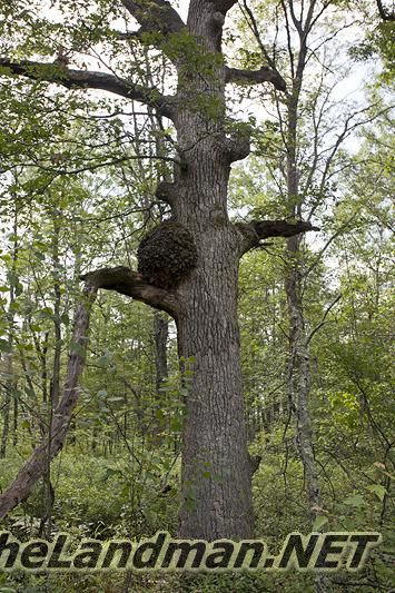 D 335X533 IMG 8392 D 335X533 IMG 8392