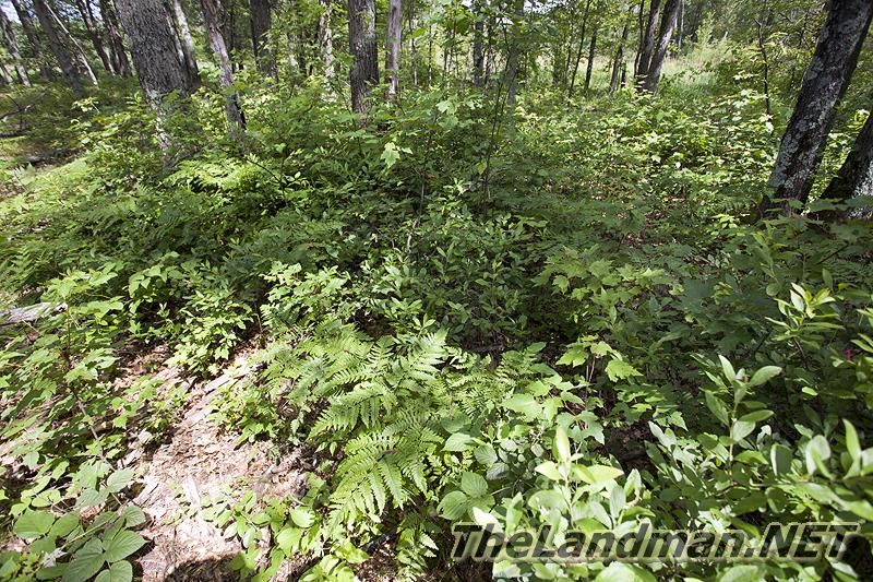 D 800X533 IMG 8388 D 800X533 IMG 8388