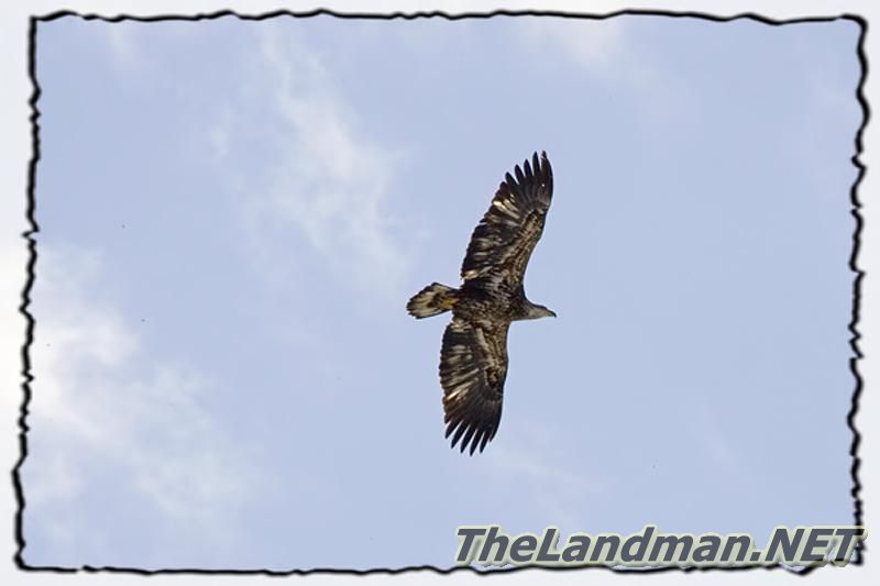 Golden Eagle Golden Eagle