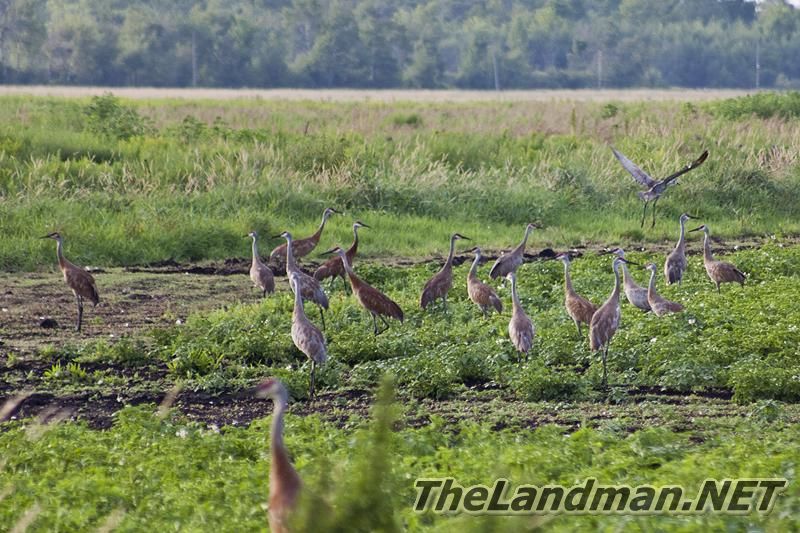 Sandhill Cranes Sandhill Cranes