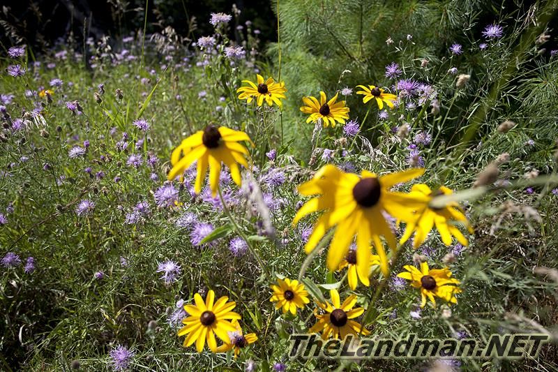 Wild Flowers Wild Flowers