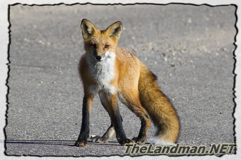 Red Fox Red Fox