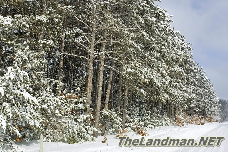 Winter Setting Winter Setting