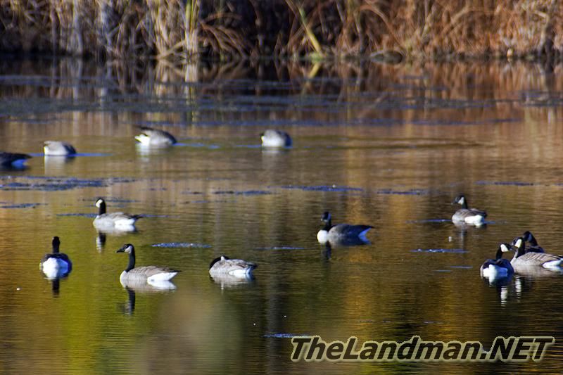 Waterfowl Waterfowl