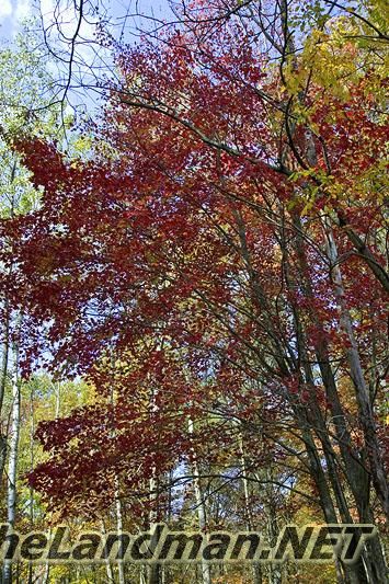 Fall Photo Fall Photo