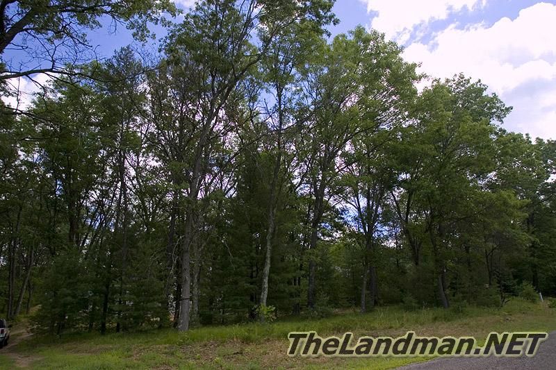 Woods Woods