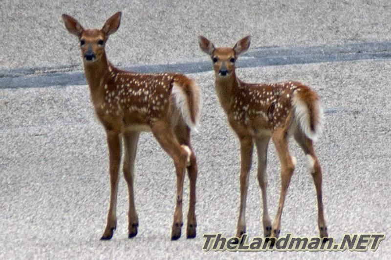 Whitetail Deer Fawns