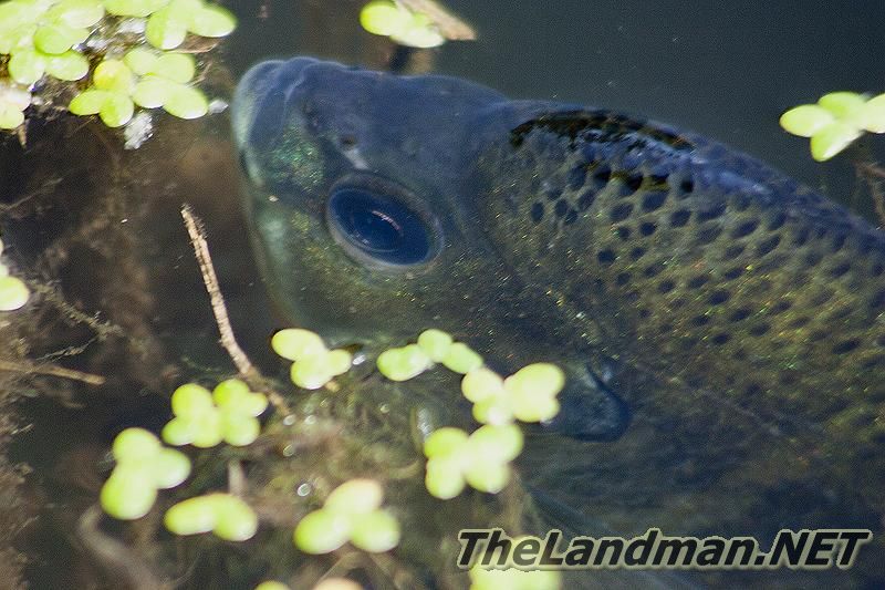 Panfishing Panfishing