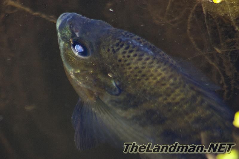 Wisconsin Fish Wisconsin Fish