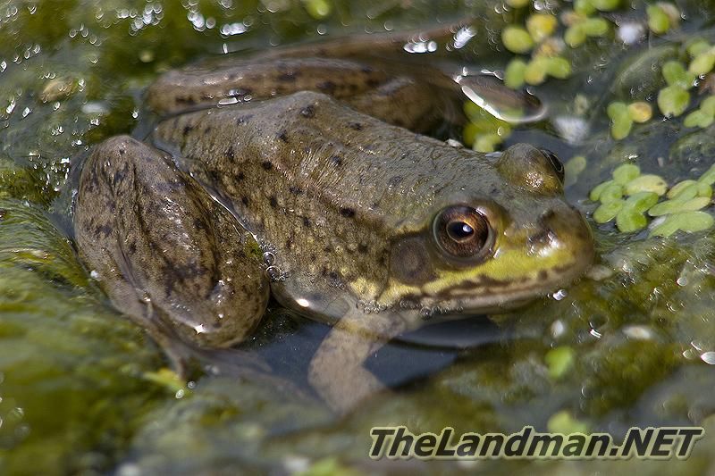 Frog Frog