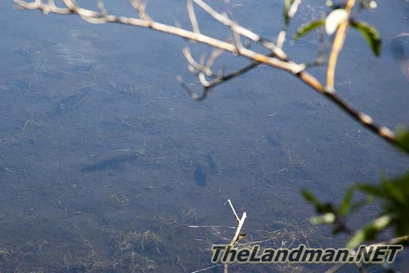 Panfishing Lake Panfishing Lake