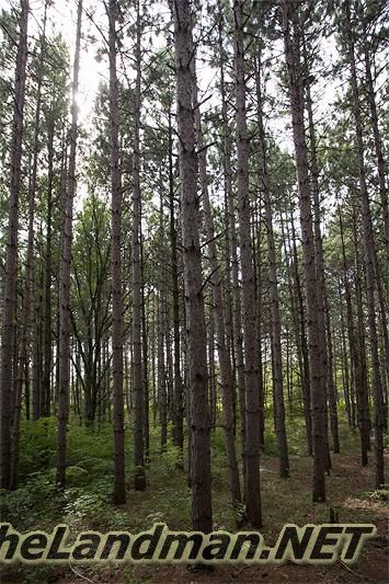 Tall Pines Tall Pines