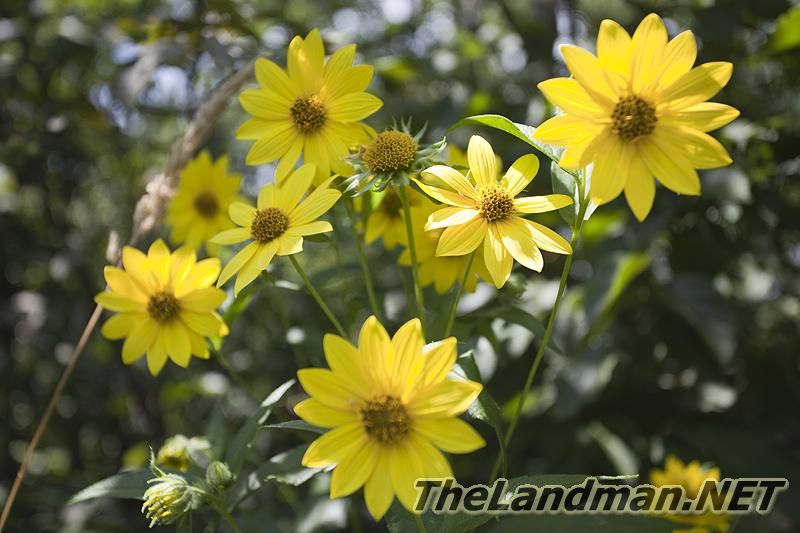 Wisconsin Wild Flowers Wisconsin Wild Flowers