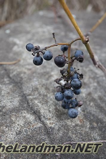 Wild Grapes