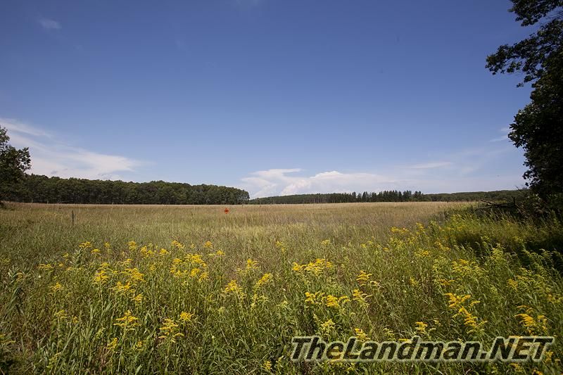 Summer Wild Flowers Summer Wild Flowers