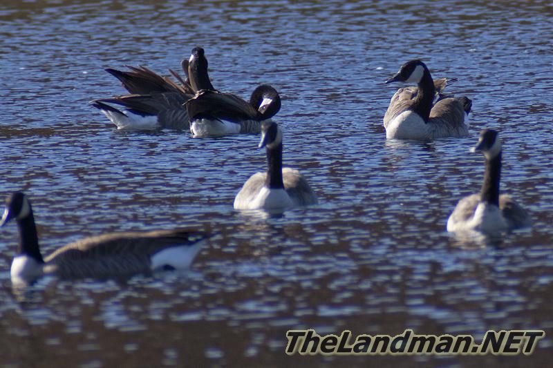 Canadian Geese Canadian Geese