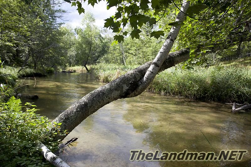 Trout Stream Trout Stream