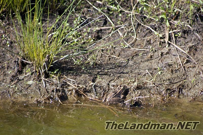 Wisconsin Wetlands