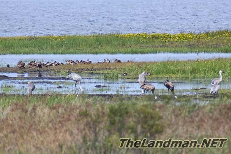 Wisconsin Wetlands