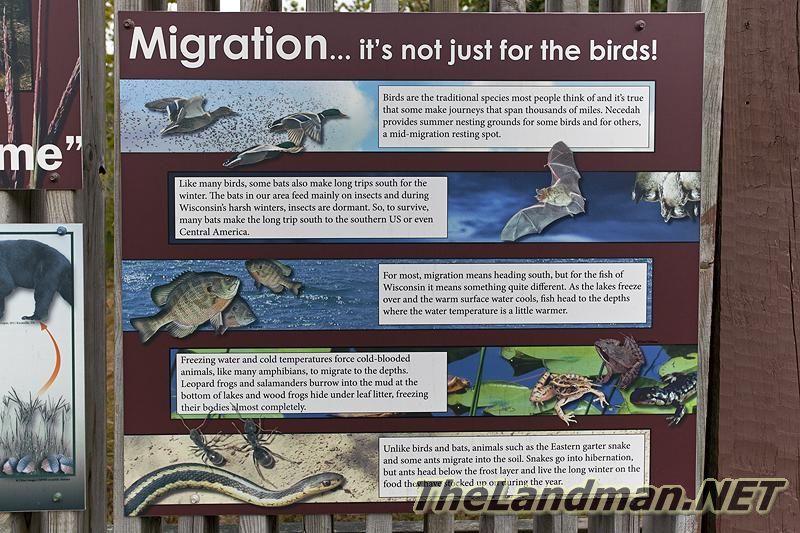Wildlife Migration