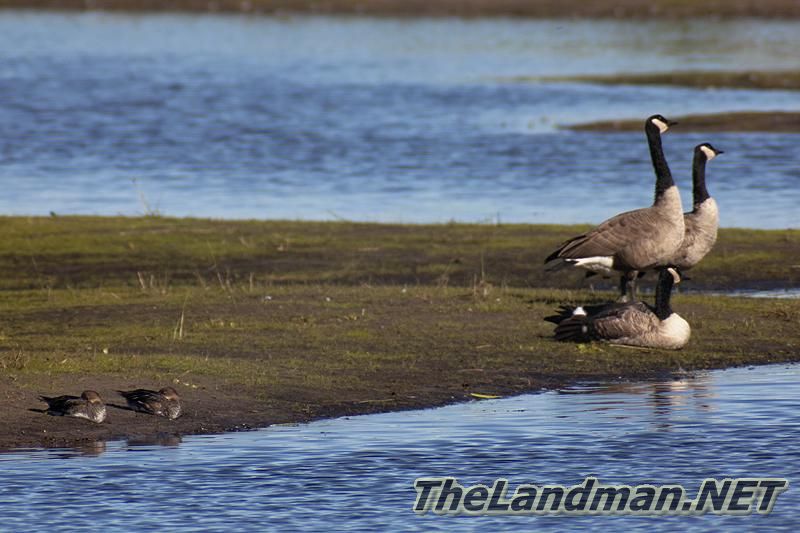 Shoreline Birds in WI