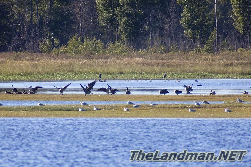 Wetland Birds
