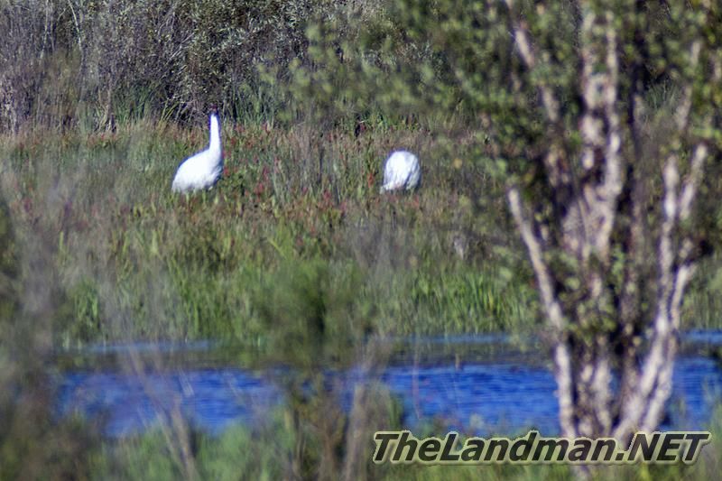 Whooping Cranes by Goose Pool