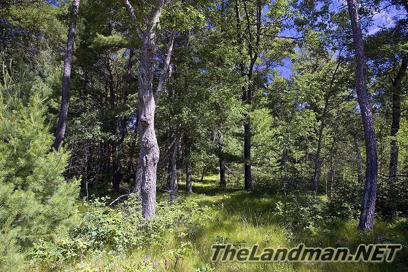 Strongs Prairie Township Strongs Prairie Township