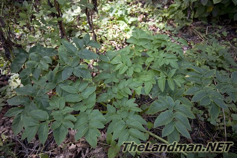 D 800X533 IMG 0538 D 800X533 IMG 0538