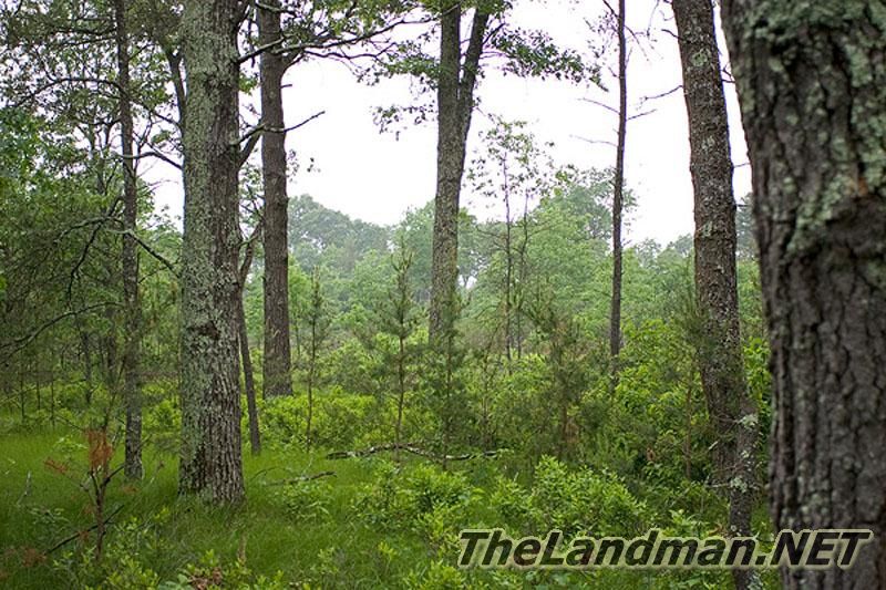 Gold Crown Estates Woods Gold Crown Estates Woods