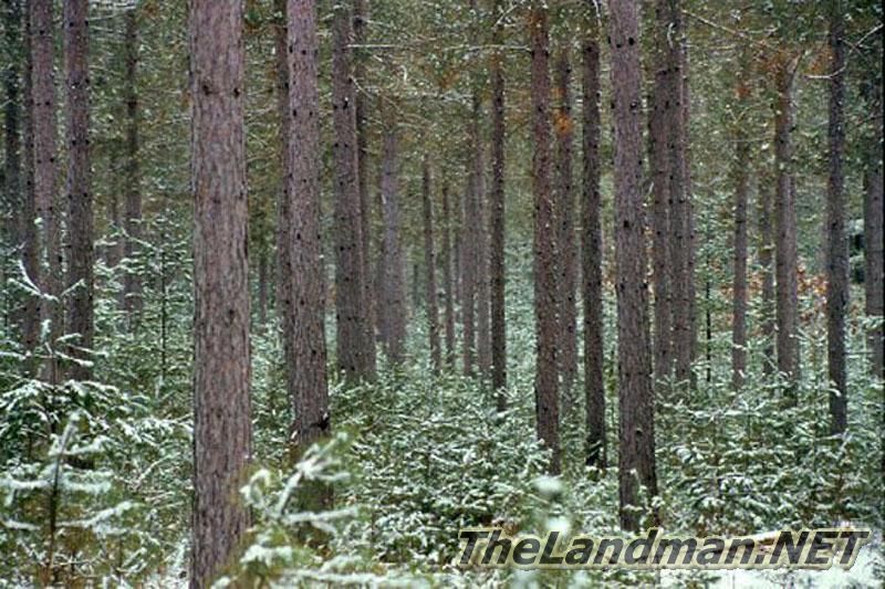 Wintery Pines in Crystal Brook Woods Wintery Pines in Crystal Brook Woods