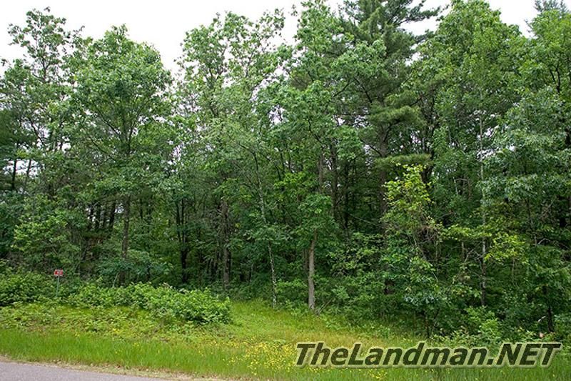 Picture of Woods & Forest Picture of Woods & Forest