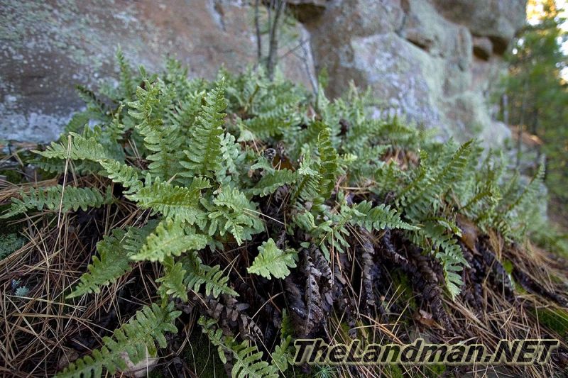 D MD3Z4647 D MD3Z4647