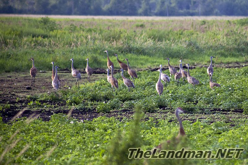Sandhill Cranes Sandhill Cranes