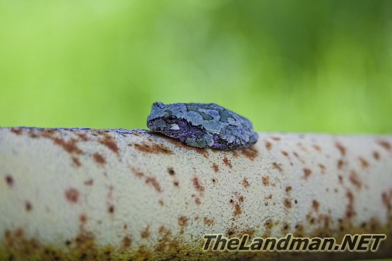 Tree Frog on Gate