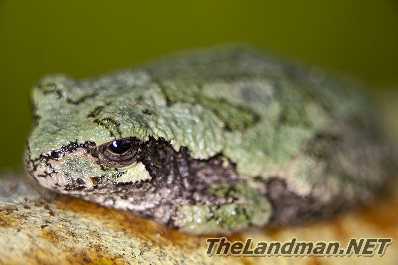 Tree Frog in Page Creek Marsh