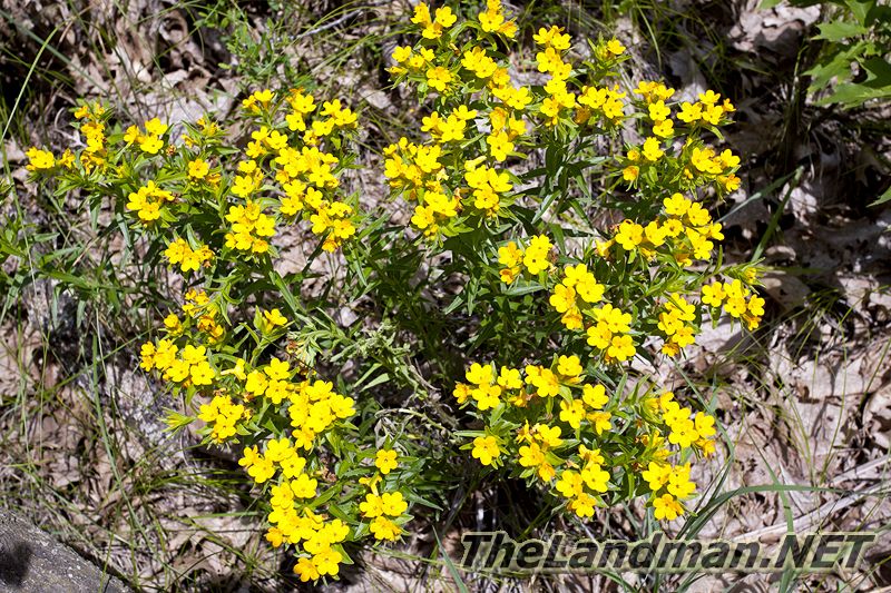 Yellow Wisconsin Flowers