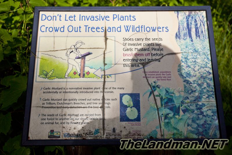 Invasive Plants