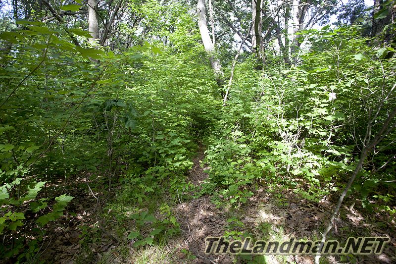Densely Wooded Trail
