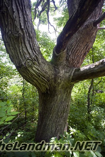 Huge Wisconsin Tree