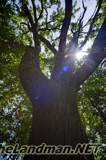Forest Canopy