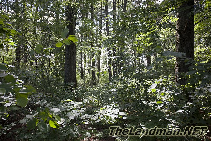 Wooded Properties Wooded Properties