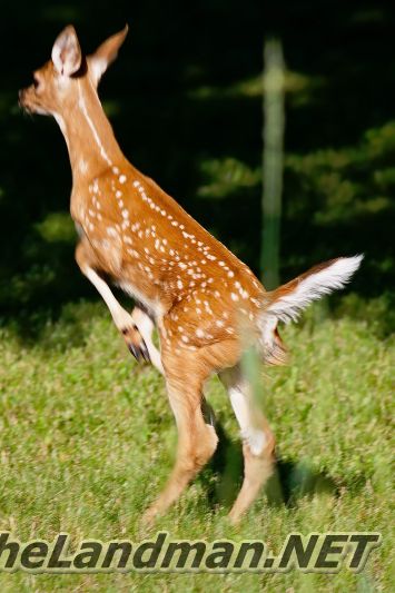 D 800X533 MD3Z4134 D 800X533 MD3Z4134