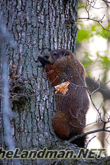 335X533 MD3Z7326 335X533 MD3Z7326