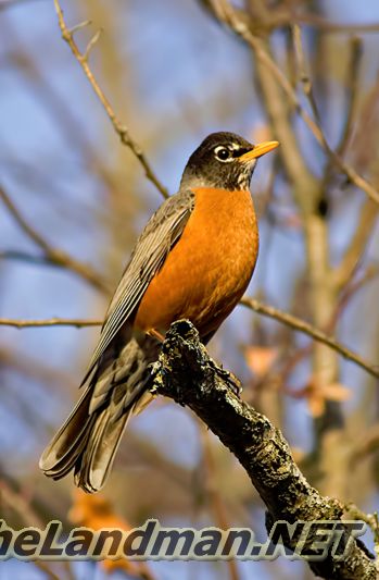 D 335X533 D3Z4578 gigapixel scale 4x D 335X533 D3Z4578 gigapixel scale 4x