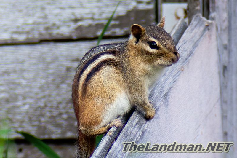 D 800X533 IMG 3860 D 800X533 IMG 3860